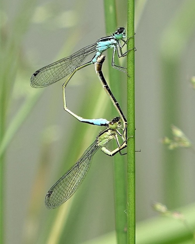 blue-tailed damselfly